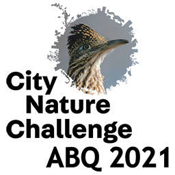 city nature challenge logo with roadrunner