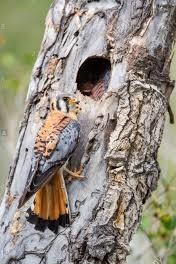 Raptor nesting in tree