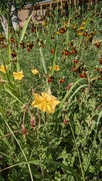 pollinator-friendly wildflowers at Gutierrez Hubbell House: yellow mallow and red ratibia