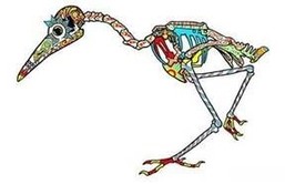 2021 Sugar Skull Fun Run Artwork