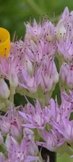 pink sedum blooms with small butterfly