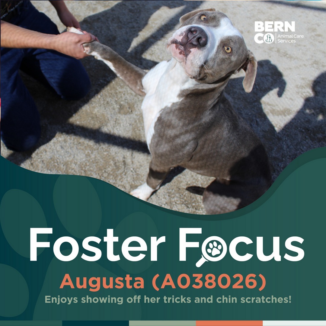 Foster Focus
