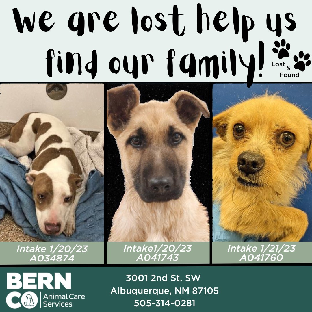 Pets Lost graphic