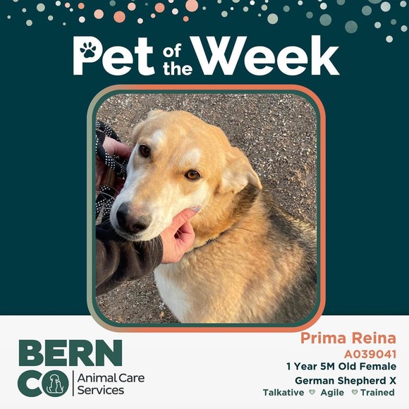Pet of the Week graphic
