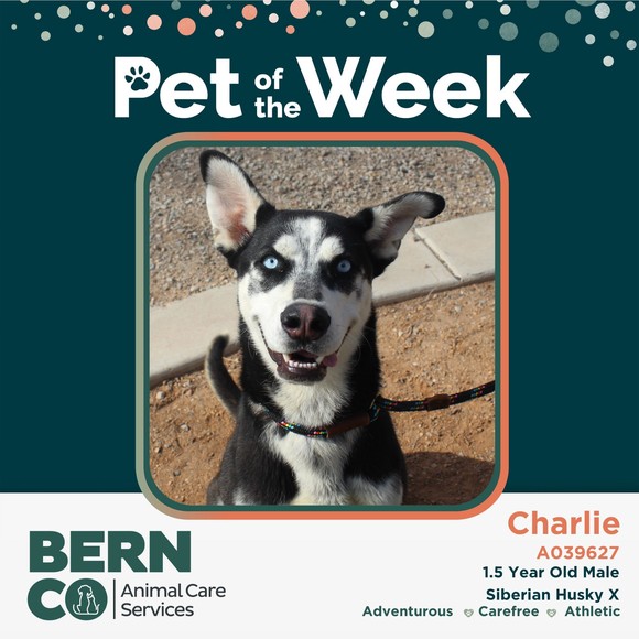 Pet of the Week graphic