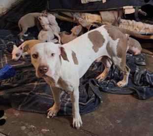 Rescued pit bull photo