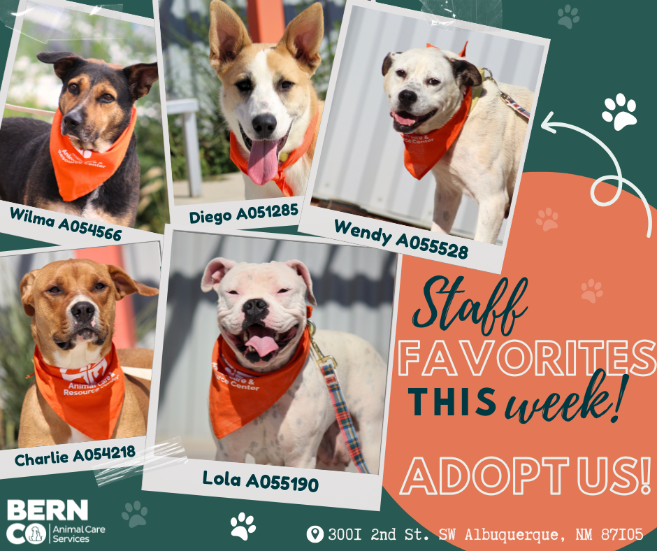 adoptable animals