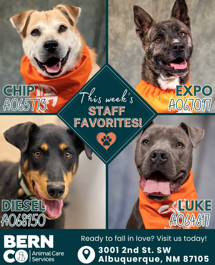 adoptable animals