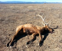 dead elk