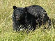 Black bear