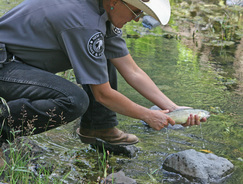 Gila Trout Stocking