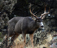 Mule Deer