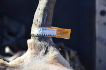 tagged pronghorn