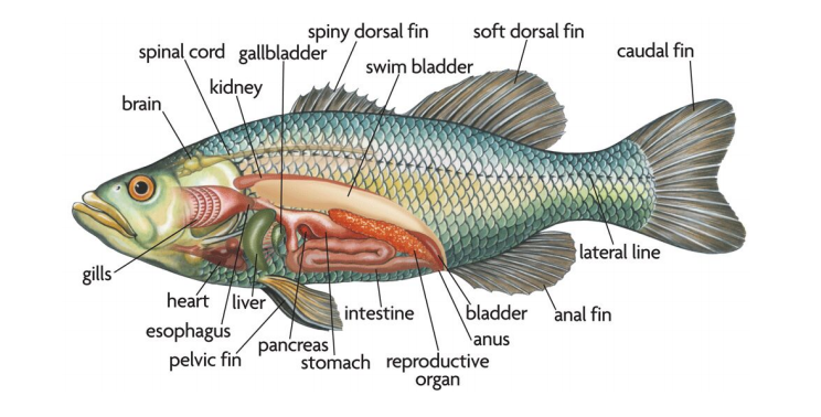 Fish Anatomy Guide