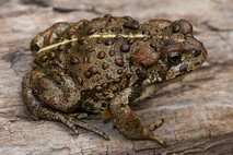 Boreal toad