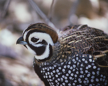 Montezuma quail