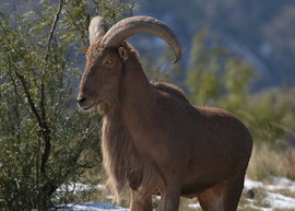 Barbary Sheep