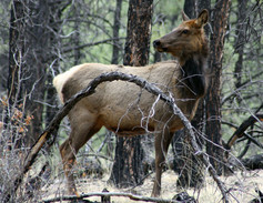 Cow Elk