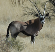 Oryx