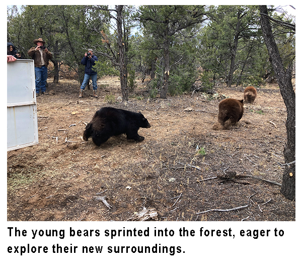 Bears released
