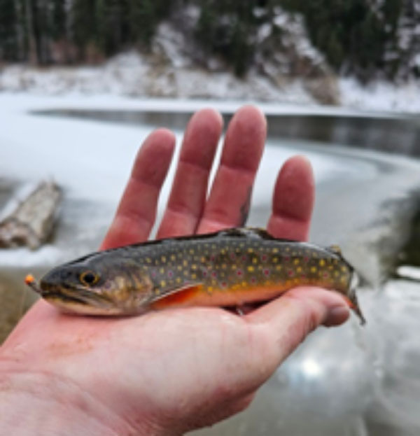 New Mexico fishing and stocking reports for December 5