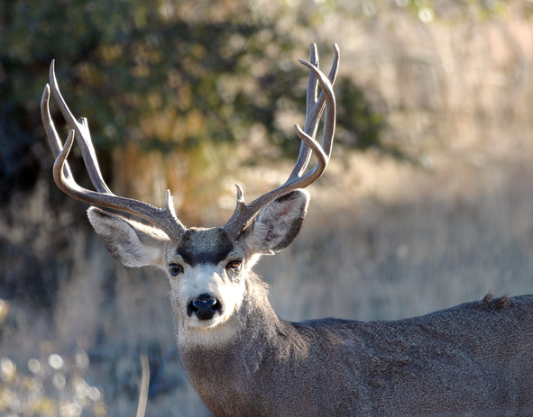 Mule Deer