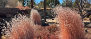 Little bluestem grasses at the Santa Fe Botanical Gardens