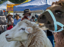 Mountain and Valley Wool Festival