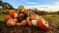 Pumpkin Diversity