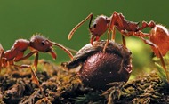 ants in the garden