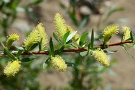 Coyote Willow