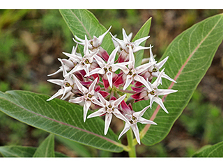 Showy Milkweed