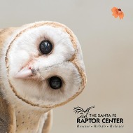 A barn owl tilts its head at the viewer. 