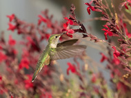 Hummingbird at Audubon Sanctuary