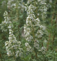 20 Native Plants You Can Grow - Cropped