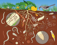 Soil Safari Webinar