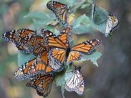 Monarchs