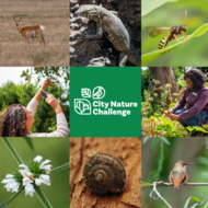 City Nature Challenge