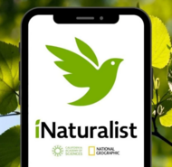 iNaturalist 2