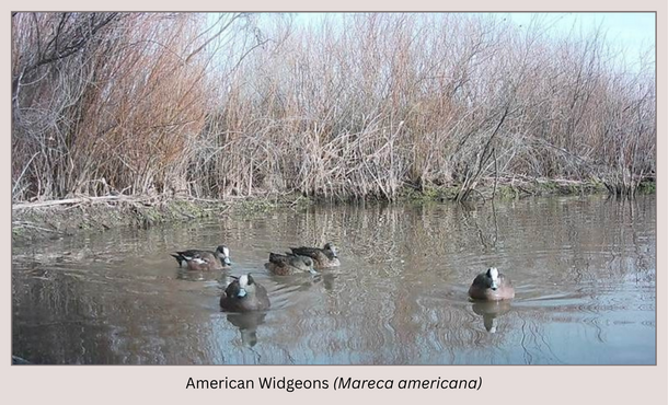 American Widgeons