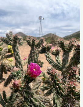 Flowers at Bobcat Ranch