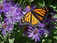 Monarch 2