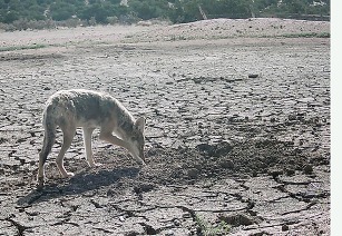 Coyote Pic