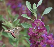 Sphinx Moth