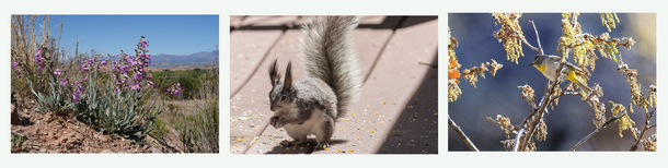iNaturalist Images (3 examples)