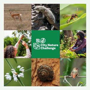 City Nature Challenge