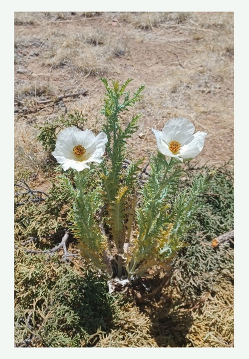 Prickly Poppy