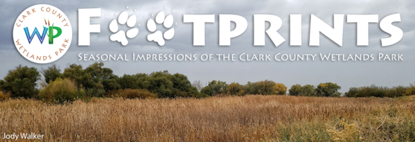 Footprints Seasonal Impressions of the Clark County Wetlands Park