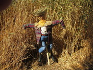 Scarecrow in Spooky Maze