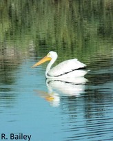 American White Pelican by R. Bailey